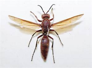 Polistes tenebricosus